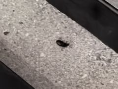 -魏家凉皮(次渠店)