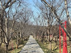 -香雪海