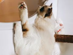 -COLOR PETS 撸猫馆·购猫·猫咖(长风大悦城店)
