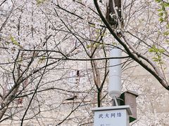 -武汉大学-樱园