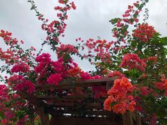 -鹿境梅花鹿生态园区