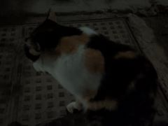 -泉州海丝野生动物世界