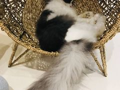 -飞行喵MR PILOT|猫舍·猫咖(静安大融城店)