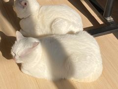 -申普宠物医院·心脏介入·心血管微创(总院)