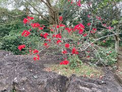 -海口火山口国家地质公园