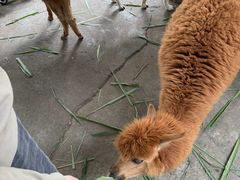 -深圳野生动物园