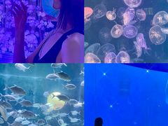 -烟台海昌鲸鲨海洋公园