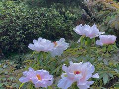 -西湖外事游船(花港观鱼码头)