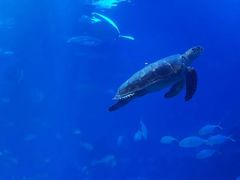 -太平洋海底世界