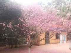 -武汉大学-樱园