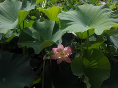 -荆川公园