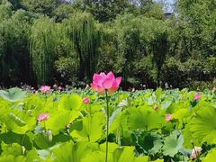 -莲湖公园