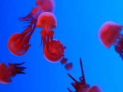 -上海海洋水族馆