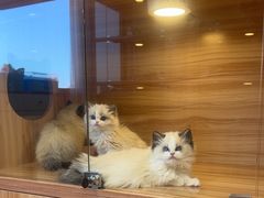-猫十亿·布偶金渐层·曼基康矮脚猫舍(青年路店)