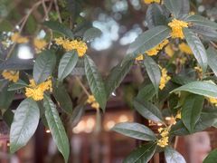 -成都安仁福朋喜来登酒店