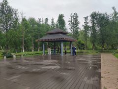 -九科绿洲