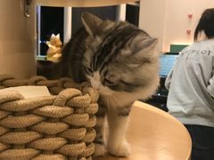 -飞行喵MR PILOT|猫舍·猫咖(静安大融城店)