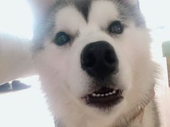 -Husky Go! 哈士奇体验馆·宠物咖啡厅狗咖