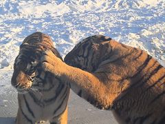 -横道河子东北虎林园