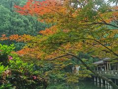-南山植物园