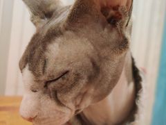 -猫小院猫主题咖啡厅(北锣店)