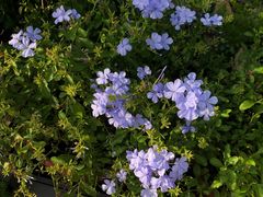 -桂林市花鸟市场