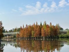 -白鹭湾湿地公园