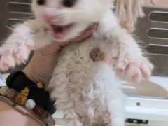 -平行世界·猫咖(首经贸店)