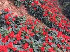 -松山湖梦幻百花洲