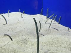 -上海海洋水族馆