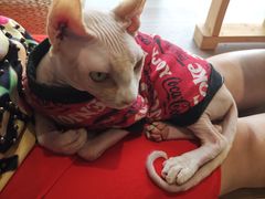 -藏猫猫咖啡主题馆(中央大道店)