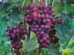 -马陆小张葡萄园农家乐