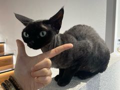 -琪喵猫屋·撸猫猫咖·猫舍