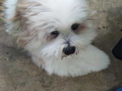 -TrueLove @ Neverland (Husky Cafe)