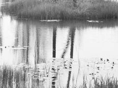 -野鸭湖国家湿地公园