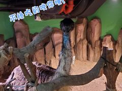 -正佳雨林生态植物园