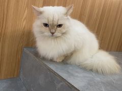 -山宅一喵德文卷毛猫舍