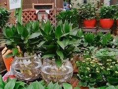 -秦美花卉(天朗·莱茵小城2期店)