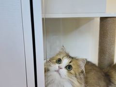 -十月米努特矮脚猫舍