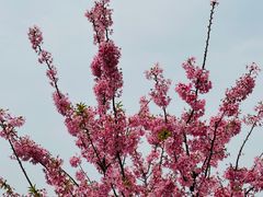 -上海辰山植物园