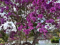 -中国科学院西双版纳热带植物园
