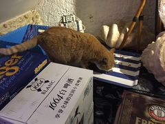 -Sirena海妖日咖夜酒