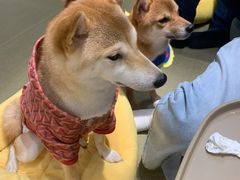 -逗柴咖啡屋·狗咖猫咖宠物桌游