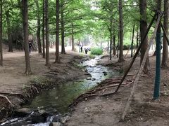 -白水寺森林公园
