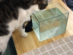 -小胖包子王(庆亚大厦店)