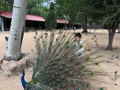 -秦皇岛野生动物园