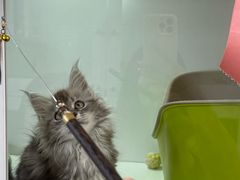 -青奢宠物·青奢猫舍