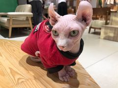 -藏猫猫咖啡主题馆(中央大道店)
