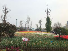 -荷兰花海
