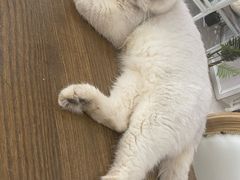 -共舞时光猫咖·狗咖(新街口店)